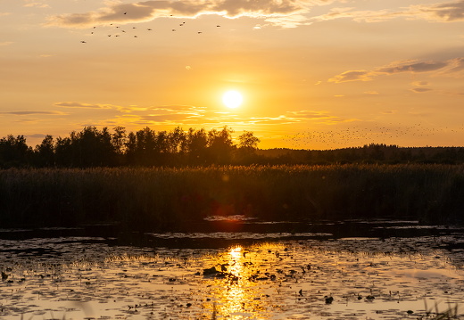 Sonnenuntergang am Federsee bei Bad Buchau